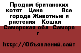 Продам британских котят › Цена ­ 500 - Все города Животные и растения » Кошки   . Самарская обл.,Самара г.